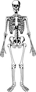 https://hibridacion.files.wordpress.com/2011/10/esqueleto.jpg?w=118
